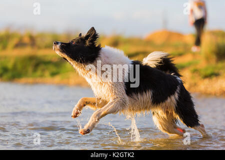 Bild von einem Border Collie, die in einem See spielt Stockfoto