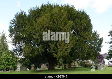 Eibe auf dem Friedhof der All Saints Church Newland der Dom des Waldes Wald von Dean Stockfoto