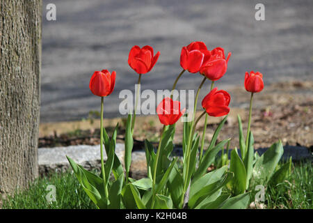 Rote Tulpen in voller Blüte verschwommenen Hintergrund Stockfoto