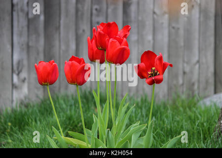 Rote Tulpen in voller Blüte verschwommenen Hintergrund Stockfoto