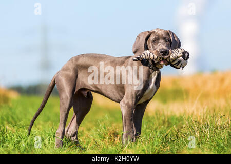 Portrait Bild von einer Dogge Welpe mit einem Stofftier in die Schnauze Stockfoto