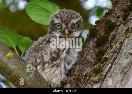 Steinkauz (Athene noctua) Küken suchen sehr aufmerksam auf den Forscher, wer will den Vogel zu Ring Stockfoto