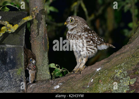 Steinkauz (Athene noctua) Erwachsene (links), aus dem Nistkasten und bietet eine Maus, die an die gerade unfledged Küken sogar in der baumkrone einer Appletree Stockfoto