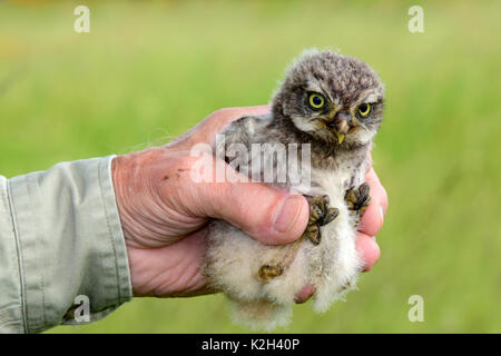 Steinkauz (Athene noctua) Küken in der Hand beringt werden Stockfoto