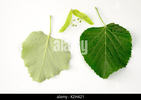 Silber Linde (Tilia tomentosa), Blätter in Vorder- und Rückansicht und Blütenknospen, studio Bild Stockfoto