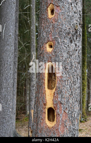 Löcher im Stamm einer Fichte produziert von Schwarzspecht (Dryocopus martius) Stockfoto