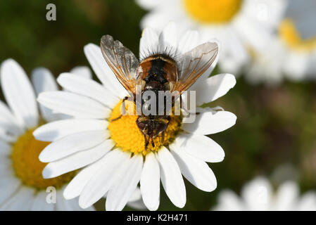 Parasitische Fliegen (Ectophasia crassipennis) auf eine weiße Blüte Stockfoto