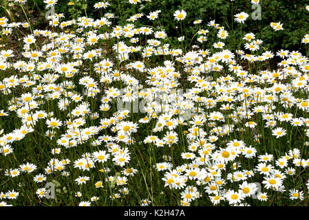 Mond Daisy, Ox-Eye Daisy (Leucanthemum vulgare, Chrysanthemum leucanthemum), Blüte Stockfoto