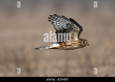 Kornweihe, Marsh Hawk, Nördliche Harrier (Circus cyaneus), Weibliche im Flug Stockfoto