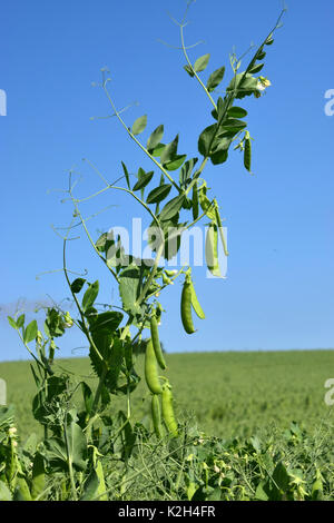 PEA (Pisum sativum) Pflanzen ein Feld Stockfoto