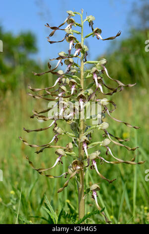 Die Eidechse, die Orchidee (Himantoglossum hircinum), Blüte Stockfoto