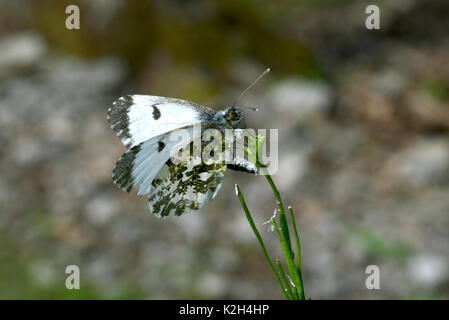 Orange-Tip (Anthocharis cardamines), Weibliche liegenden Eier Stockfoto