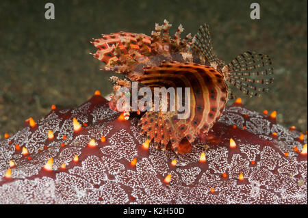 Kurzflossen Feuerfische, Dwarf Lionfish, Turkeyfish (kurzflossen Dendrochirus brachypterus) ruht auf einem Sea Star. Stockfoto