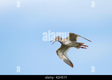 Gemeinsame Rotschenkel (Tringa totanus) in Zucht Gefieder fliegen Stockfoto