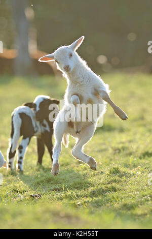 Hausschafe. Lamm springend auf einer Wiese. Deutschland Stockfoto