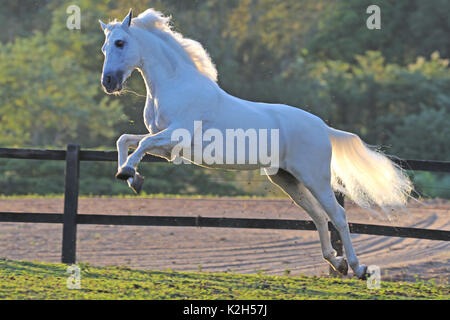 Mangalarga Marchador. Schimmelhengst sprang auf einer Weide. Deutschland Stockfoto