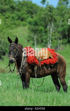 Slipper mit Zaumzeug und Sattel stehend in Gras. Brasilien Stockfoto