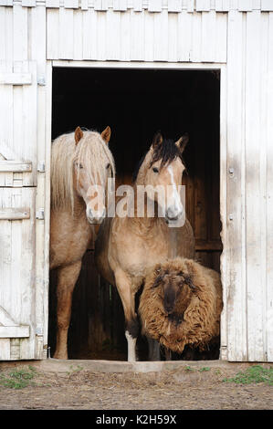 Curly Horse. Zwei erwachsene Pferde mit ihren Freund, ein Schaf, stehend in stabilen Tür. Deutschland Stockfoto