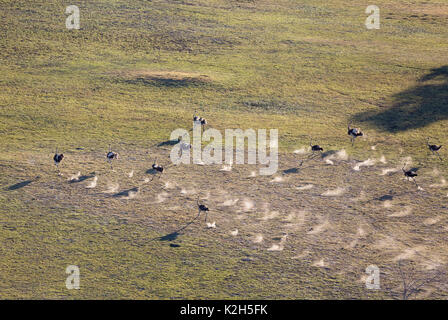 Strauß (Struthio camelus), laufen, Luftaufnahme, Okavango Delta, Moremi Game Reserve, Botswana Stockfoto