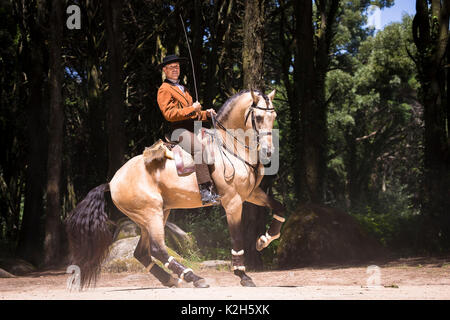 Lusitano. Dun Hengst mit Reiter eine Pirouette. Portugal Stockfoto