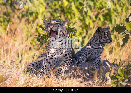 Leopard (Panthera pardus), Weibliche, Gähnen, mit Ihrem 7 Monate alten Cub Stockfoto