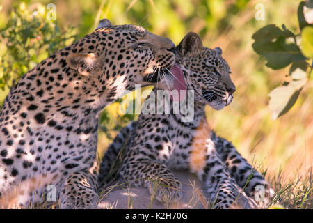 Leopard (Panthera pardus), weibliche Pflege ihrer sieben Monate alten Cub Stockfoto