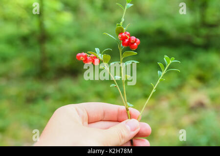 Oregano wächst auf der Garten blüht im August Stockfoto