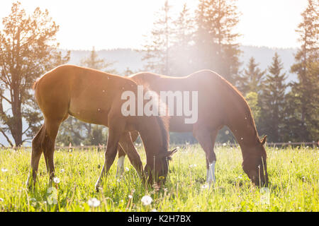 Trakehner. Chestnut Stute mit Fohlen auf der Weide grasen. Österreich Stockfoto