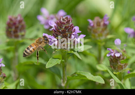 Honig Biene (Apis mellifera, Apis mellifica), Arbeitnehmer der Annäherung an einen gemeinsamen Selfheal flowerstand (prunella vulgaris) Stockfoto