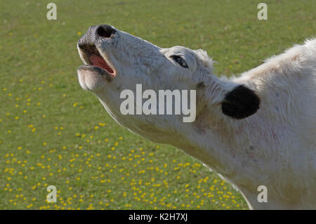 Hausrinder, White Park Cattle (Bos primigenius Taurus), Kuh muhen, Portrait. Stockfoto