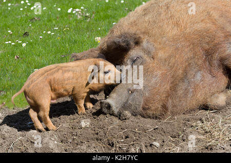 Mangalitsa Schwein, Ferkel Kontakt zu säen. Stockfoto