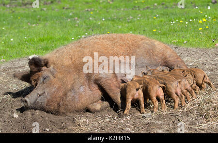 Mangalitsa Schwein, Sau säugende Ferkel. Stockfoto