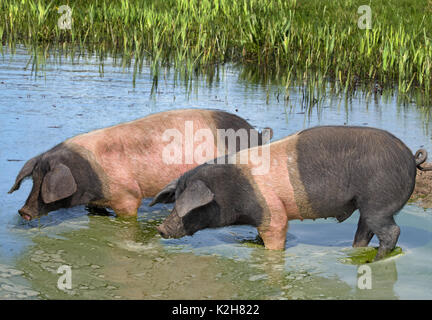 Hausschwein (Sus scrofa domestica), Rasse: Angeln Saddleback, zwei Personen, die in einem Teich trinken Stockfoto