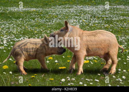 Mangalitsa Schwein, zwei Ferkel spielen mit einander auf einer Blumenwiese. Stockfoto