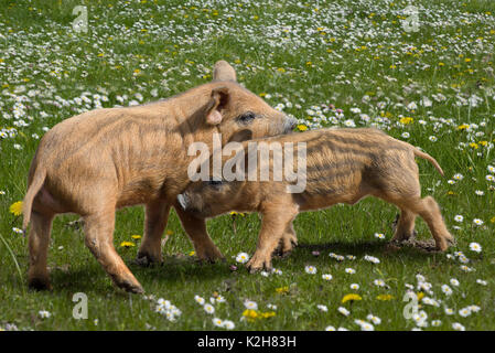 Mangalitsa Schwein, zwei Ferkel spielen mit einander auf einer Blumenwiese. Stockfoto