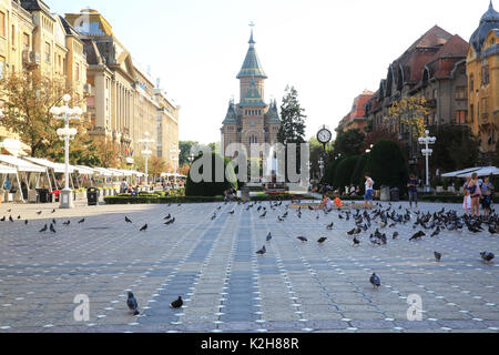 Vögel und Gärten, auf schönen Platz des Sieges, mit der Griechisch-orthodoxe Kathedrale hinter, in Timisoara, Rumänien Stockfoto