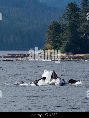 Gruppe der Buckelwale (Megaptera novaeangliae) Bubble Netz im Südosten Alaskas Inside Passage. Stockfoto