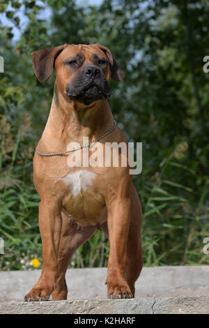 Große, starke Hund Boerboel, Gelb. Afrikanische Mastiff. Stockfoto