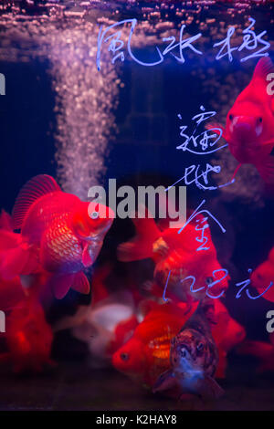 Die Goldfish Market in Mong Kok, Hong Kong Stockfoto
