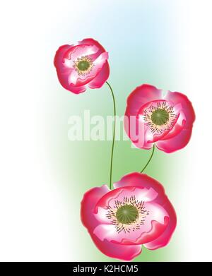 Schöne Blüte roter Mohn Stock Vektor