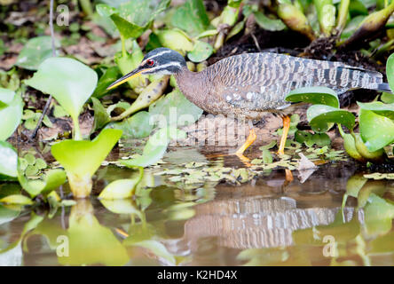 Sunbittern (eurypyga helias) im Mangrove, Pantanal, Mato Grosso, Brasilien Stockfoto