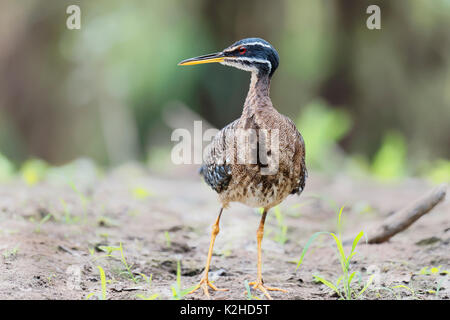 Sunbittern (eurypyga helias) im Mangrove, Pantanal, Mato Grosso, Brasilien Stockfoto