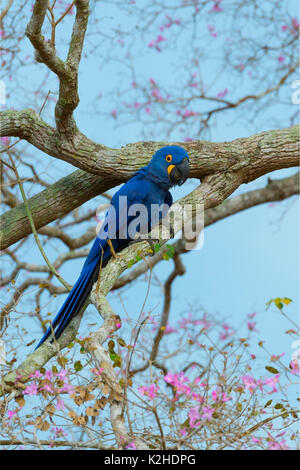 Hyazinthara (Anodorhynchus hyacinthinus) in einem rosa Ipe Baum, Pantanal, Mato Grosso, Brasilien Stockfoto