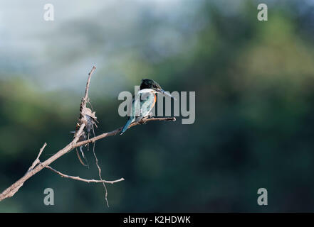 American Pygmy Kingfisher (Chloroceryle aenea) auf Zweig über Cuiaba Fluss, Pantanal, Mato Grosso, Brasilien sitzt Stockfoto