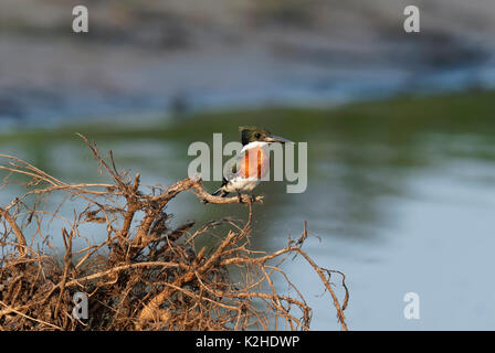 American Pygmy Kingfisher (Chloroceryle aenea) auf Zweig über Cuiaba Fluss, Pantanal, Mato Grosso, Brasilien sitzt Stockfoto