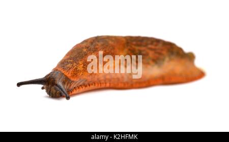 Arion hortensis gemeinsamen Garten Slug Stockfoto