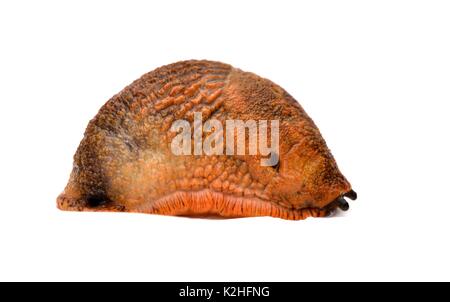 Arion hortensis gemeinsamen Garten Slug Stockfoto