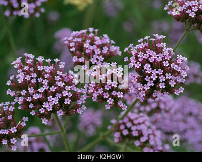 Verbena Bonariensis oder Purpletop Eisenkraut, Clustertop Eisenkraut, argentinische Eisenkraut tropischen Südamerika heimisch Stockfoto