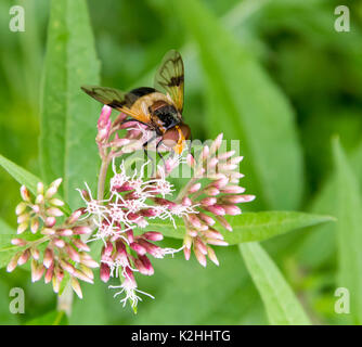 Mit dem Namen hoverfly Zona pellucida Fliegen auf einer Blüte in natürlichen Bacl Stockfoto