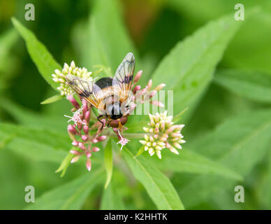 Mit dem Namen hoverfly Zona pellucida Fliegen auf einer Blüte in natürlichen Bacl Stockfoto